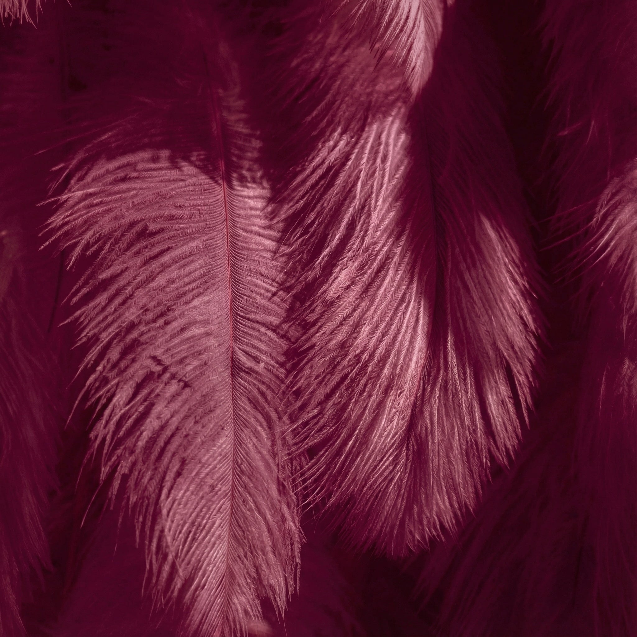 ValarFlowers Burgundy Feather Backdrop VF-164-Burgundy