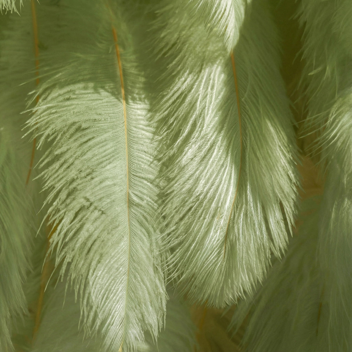 ValarFlowers Mint Green Avocado Feather Backdrop VF-164-Mint Green