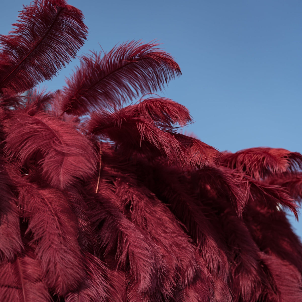 ValarFlowers Burgundy Feather Backdrop VF-164-Burgundy